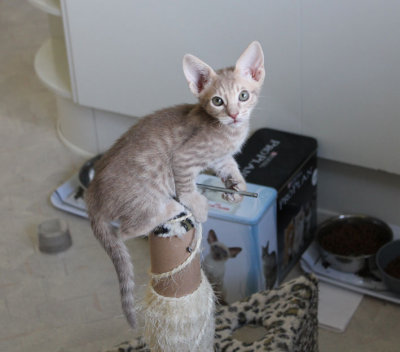 On top of the little climbingtree