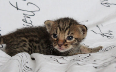 2 weeks old, the other tawnyspotted boy