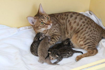 Laras kittens newborn
