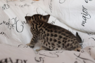 A little leopard :)