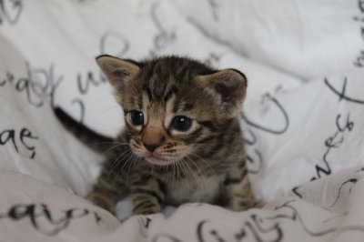 3 weeks old