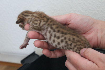 Chocolate male 1 week old