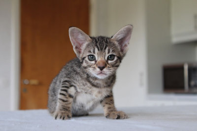 Pepper :)