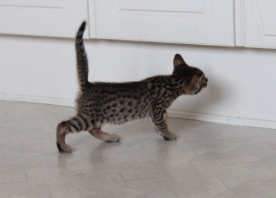 Spots and spots