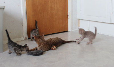 All want to play with mom, Matrix got the tail!