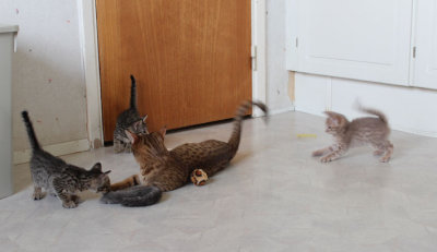 Attack!