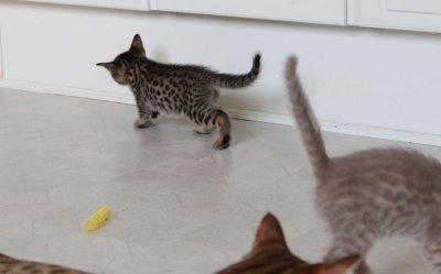 Spots all over the place