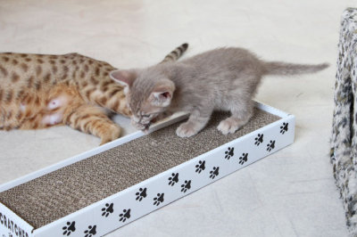 Hey, did they put catnip in here?