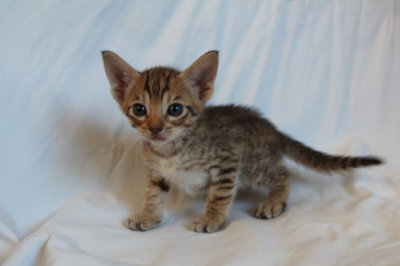 Chocolate male 5 weeks old