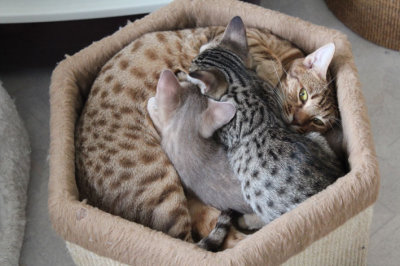 9 weeks old; this is also a way to nurse ;)