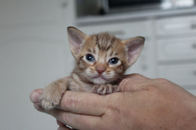 Chocolate girl no 1, 4 weeks old