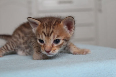 Chocolate girl no 2, 4 weeks old and darker in color
