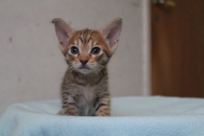 5 weeks old