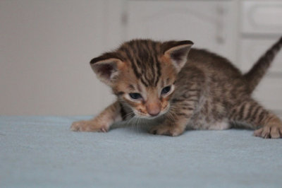 Chocolate boy 4 weeks old