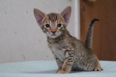 5 weeks old
