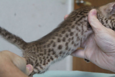Spots n' dots