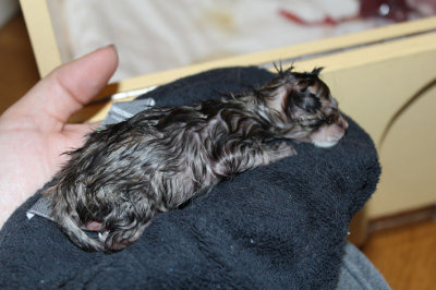 Here is the tawnyspotted girl, still wet