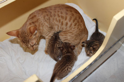 Mom with kittens