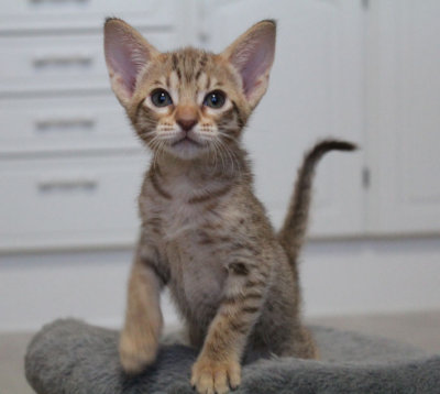 Naboo 6 weeks old