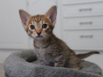 Tatooine 6 weeks old