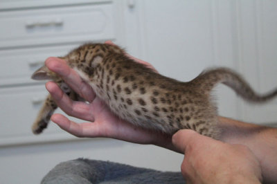 Dark chocolatespots