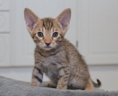 Endor 6 weeks old