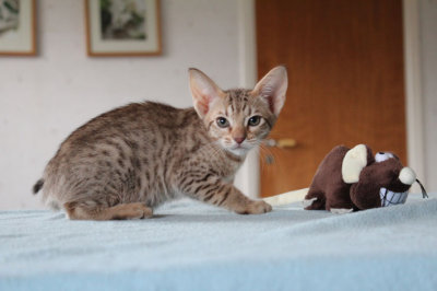 My mouse!