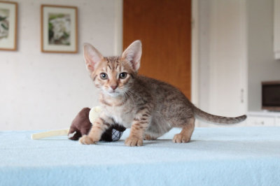 Tatooine 8,5 weeks old