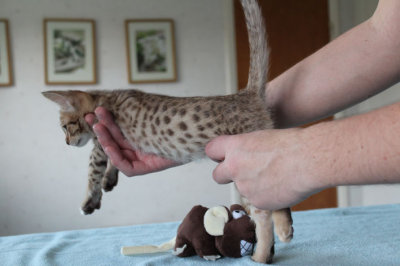 Nice spots