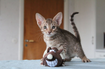Playful guy!