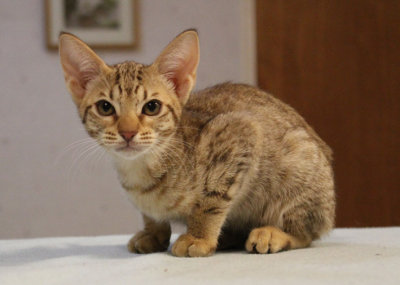 Naboo 12 weeks old