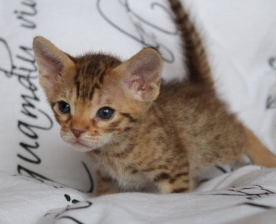 Chocolatespotted male 4 weeks old