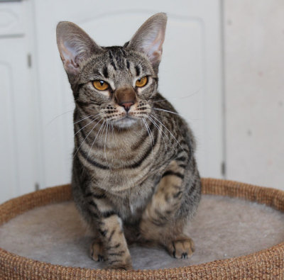 Feral look