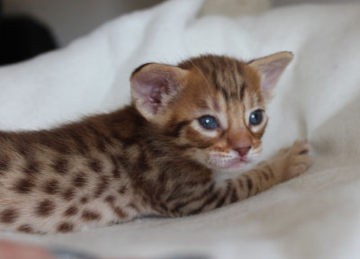 Chocolatespotted male 3 weeks old