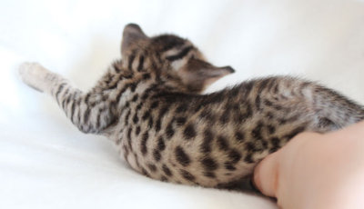 Spots
