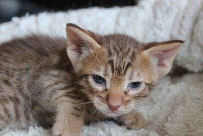 Choc male 3, 4 weeks old, cold dark chocolate