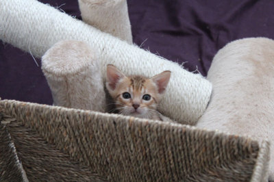 Cutie pie