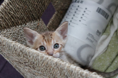 Little rascal