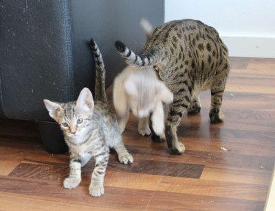 Mixed pics of the litter 7,5 weeks old. Khaleesi to the left