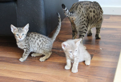 Khaleesi and mom and a kitten from another litter :)