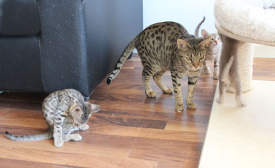 Khalessi grooming, Pepper is supervising the kids