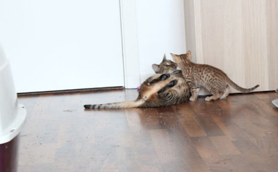 Pearl showing the kittens how to play and roll in the littertrayballs =P