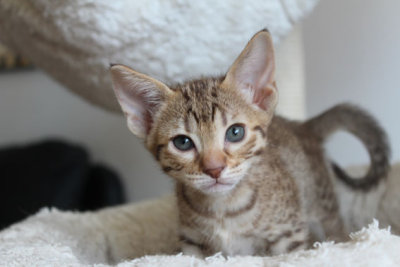 6 weeks old