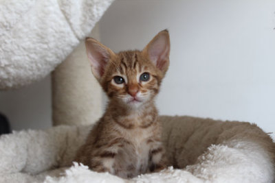 6 weeks old