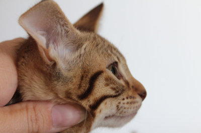 Profile