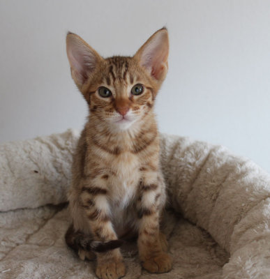 Dirty Paws 9 weeks old