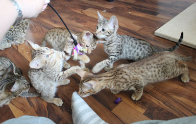 11 weeks old together with the Kygo-litter