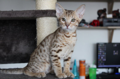 Flaming Arrow 11 weeks old