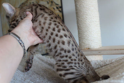 Spots