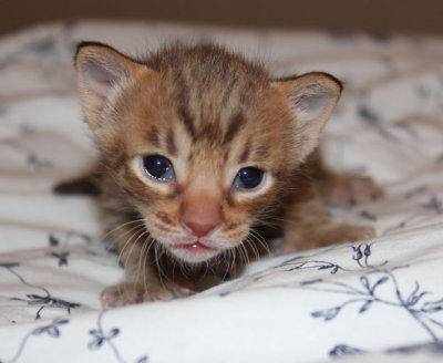 Male, chocolatespotted 2 weeks old